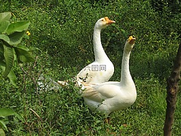 鸭子,性质与鸟,鸟