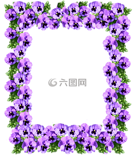 帧,三色堇,花的
