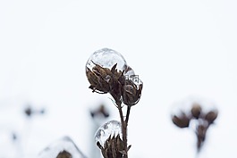 冰花,花,冬天