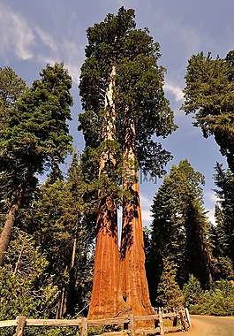 红杉,美国,国家公园