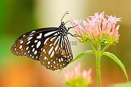 美丽,盛开,开花