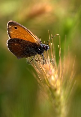 蝴蝶,穗,红色