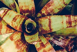 植物,植物学,花园