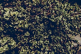 植物,植物学,花园