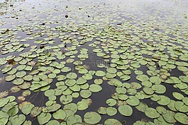 植物,亚马逊,湖
