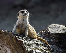 suricate,树干,哨兵