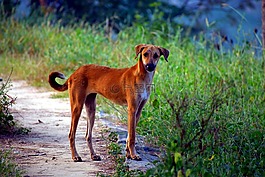 黄色的贱民的狗,pye狗,狗