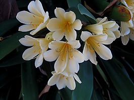 君子兰快速离体,纳塔尔莉莉,鲜花