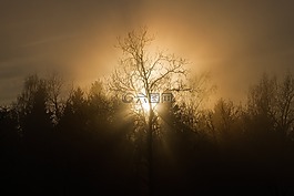 日落,树,薄雾