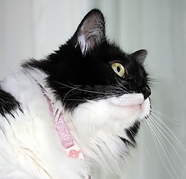 燕尾服,猫,小猫