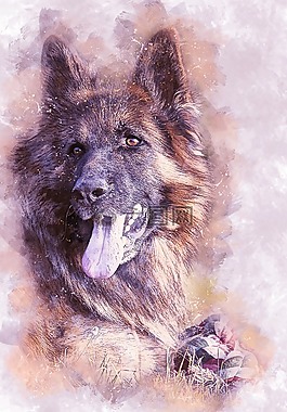 狗,德国牧羊犬,动物