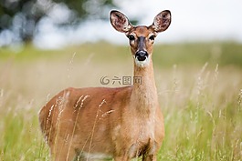 獐鹿,狍狍,动物