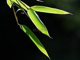 竹,竹叶,叶子