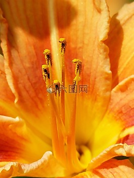 子房,蕊,雄蕊
