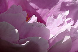 五旬节,牡丹,宏
