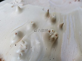 树,木,剥皮