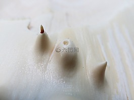 树,木,剥皮