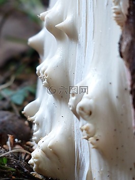 树,木,剥皮