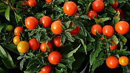 珊瑚树,观赏植物,红色