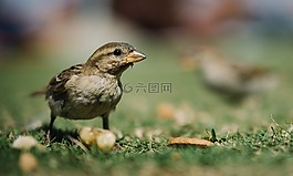 动物,禽,鸟