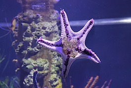 海星,水族馆,海星坦克