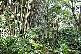 热带,竹,竹林