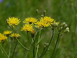 报道hawksbeard,crepis草,开花