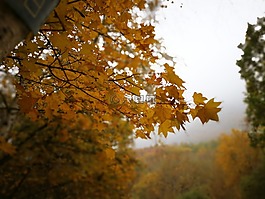红叶,枫叶,秋天