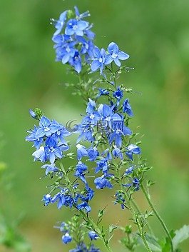 大斯皮德韦尔,维罗妮卡 teucrium,开花