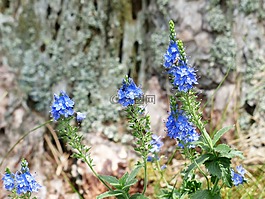 大斯皮德韦尔,维罗妮卡 teucrium,开花