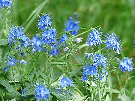大斯皮德韦尔,维罗妮卡 teucrium,开花