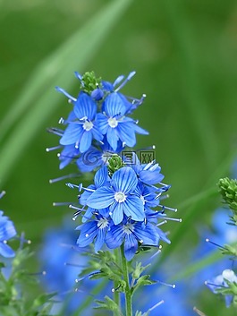 大斯皮德韦尔,维罗妮卡 teucrium,开花