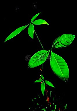 绿色,素材,叶子