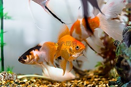 水族馆,颜色,舞者鱼