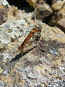 melitaea菲比,damero矢车菊,蝴蝶