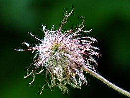 埃文斯,指出花,开花