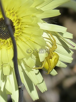 满蟹蛛,黄色的蜘蛛,花