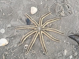 海星,临海,水