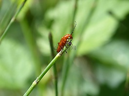 象鼻虫,昆虫,小小