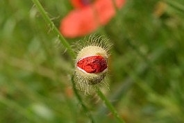 罂粟,芽,罂粟芽