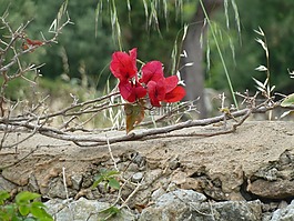 花,墙,南
