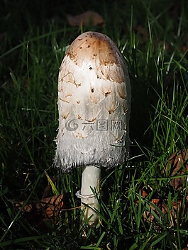 腿蘑,schopf 腿蘑,蘑菇