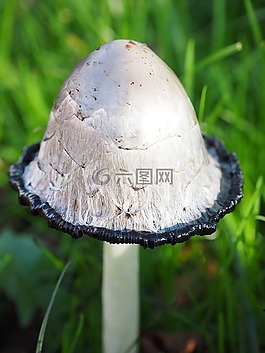 腿蘑,schopf 腿蘑,蘑菇