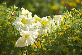 矮牵牛,白,花朵