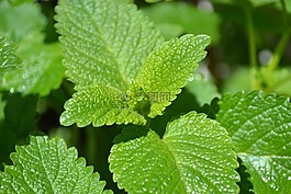 柠檬,香膏,草本植物