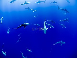 动物,水族馆,鱼