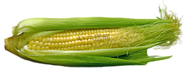 玉米,cob,食品