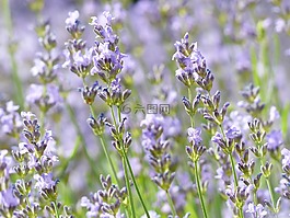 熏衣草,薰衣草字段,薰衣草种植