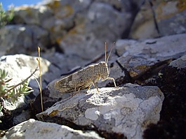沙漠蝗虫,昆虫,蝗虫