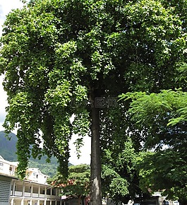 杏仁树,树,郁郁葱葱